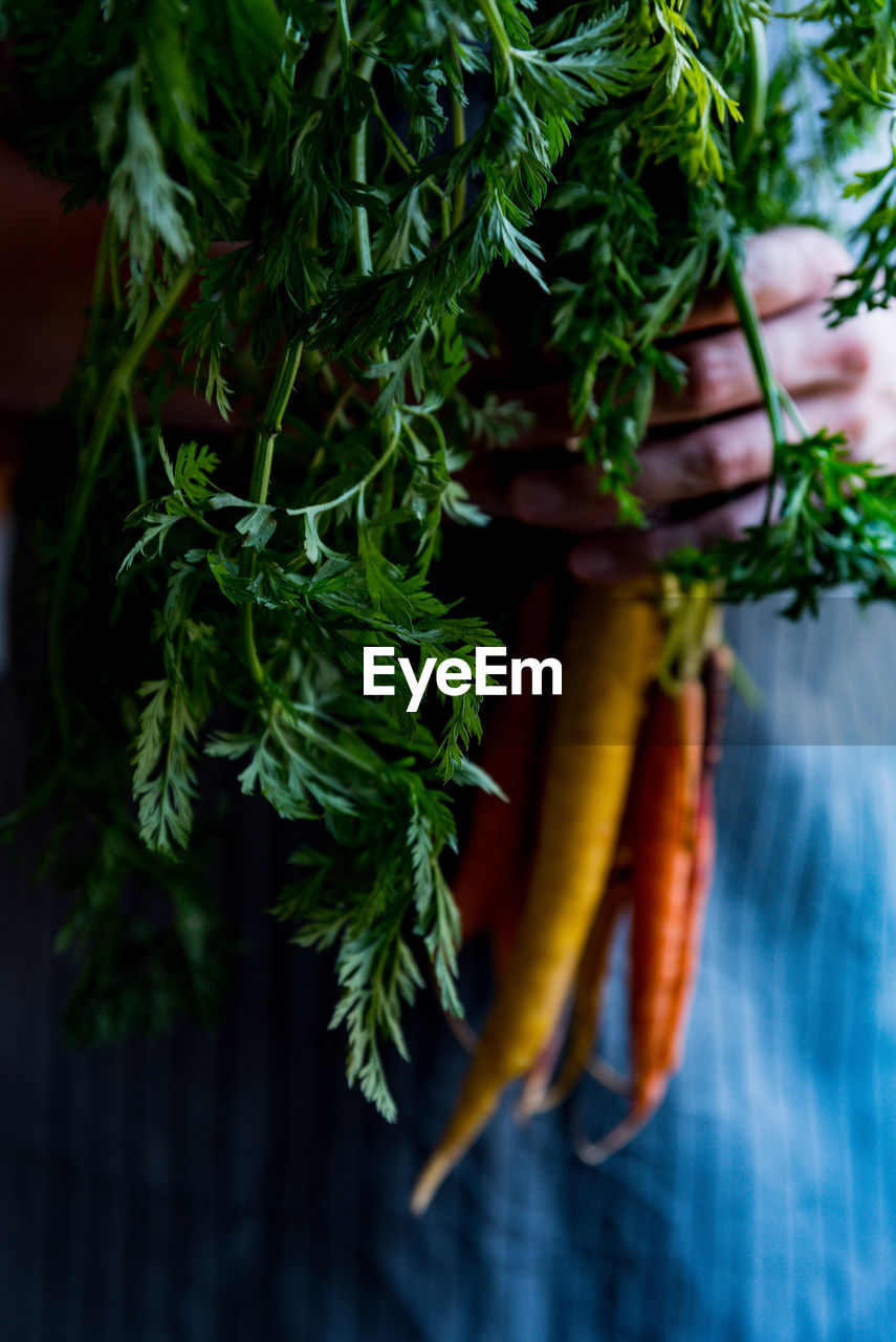 Midsection of person holding carrots