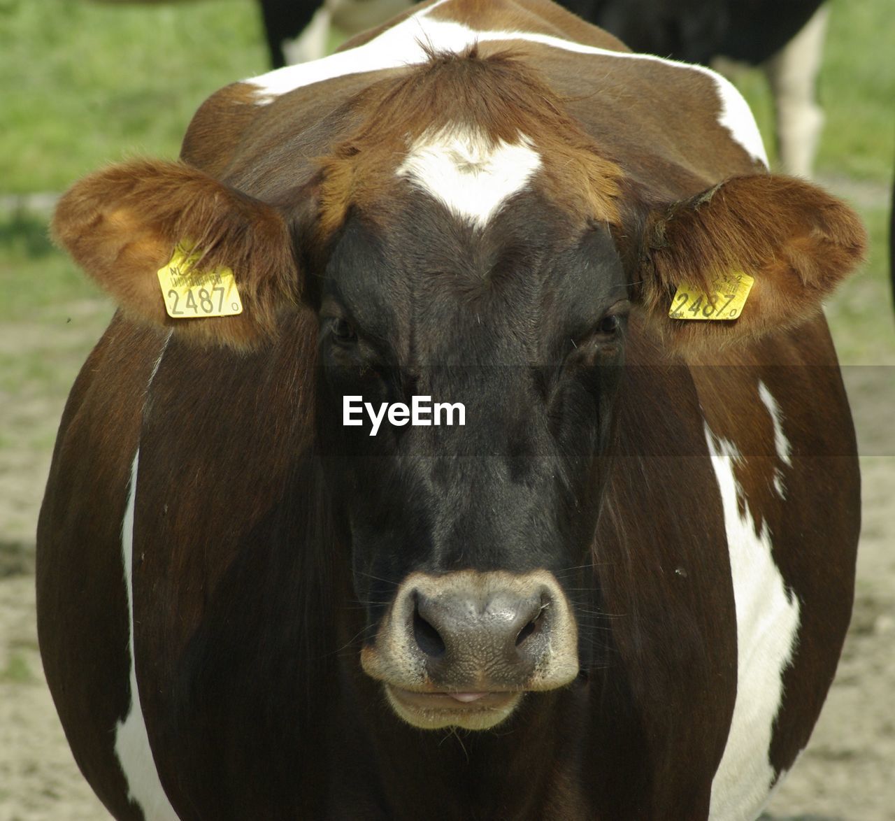 CLOSE-UP PORTRAIT OF COW IN THE LAND