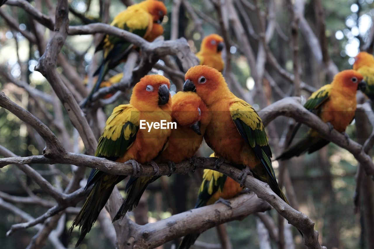 VIEW OF PARROT PERCHING ON TREE