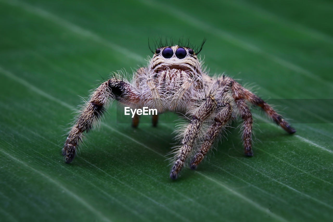 CLOSE-UP OF SPIDER ON THE WALL