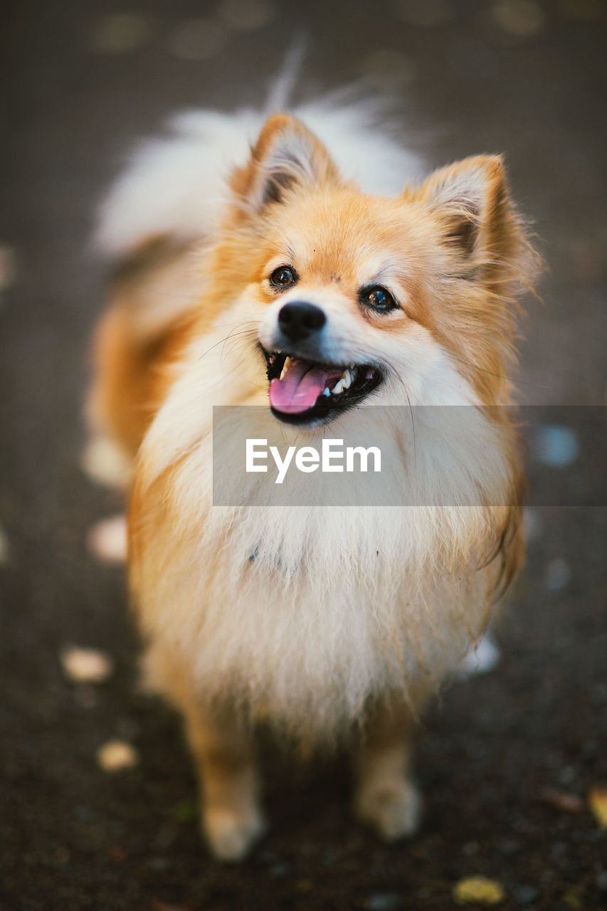 CLOSE-UP PORTRAIT OF DOG ON FIELD