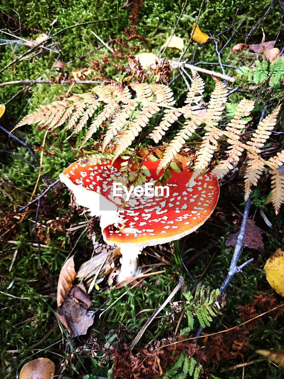 HIGH ANGLE VIEW OF MUSHROOMS ON FIELD