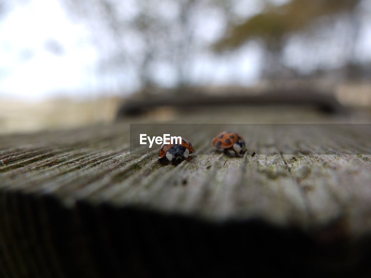 CLOSE-UP OF LADYBUG ON STEM