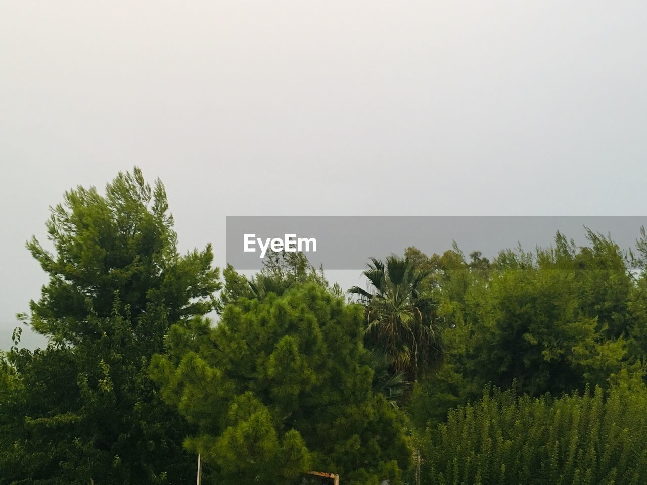 LOW ANGLE VIEW OF TREES AND PLANTS AGAINST SKY