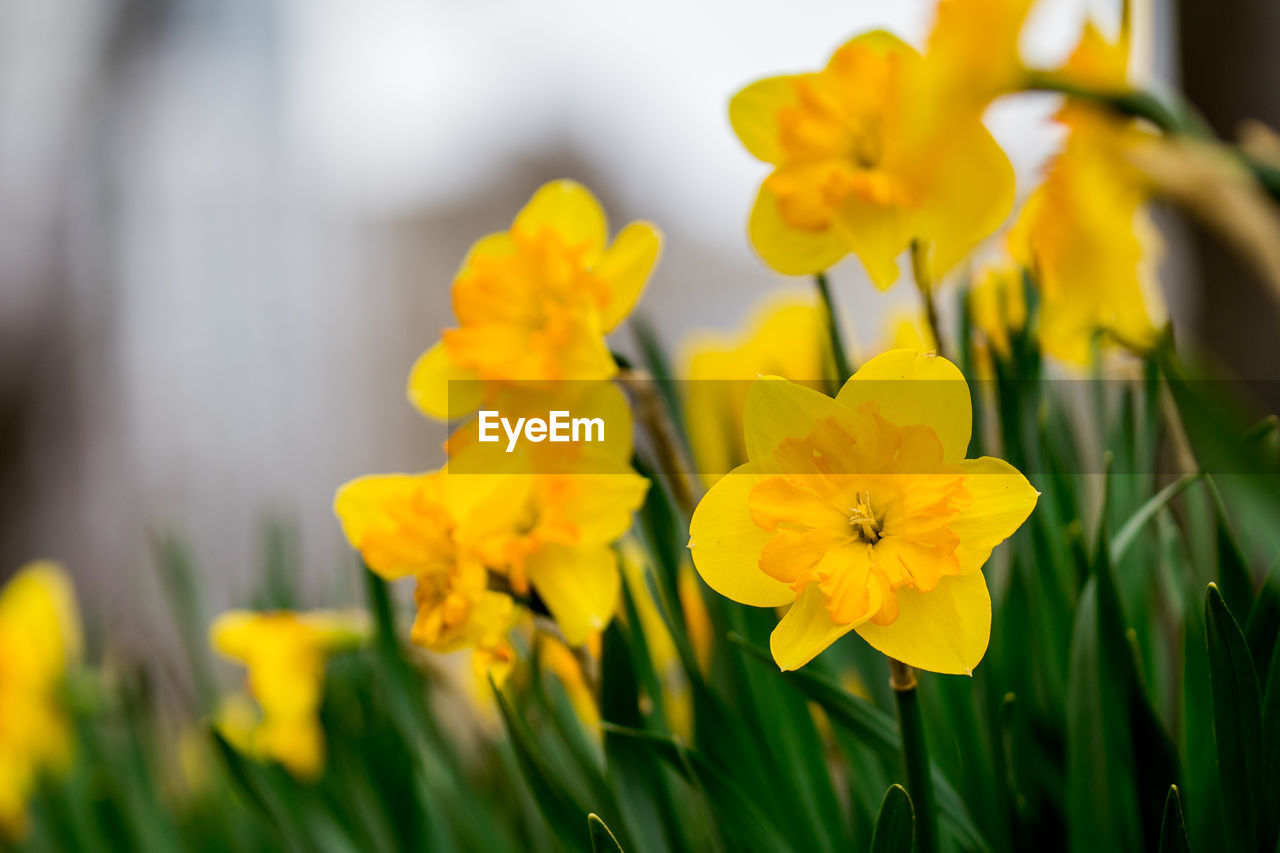 Close-up of yellow daffodil flowers in field