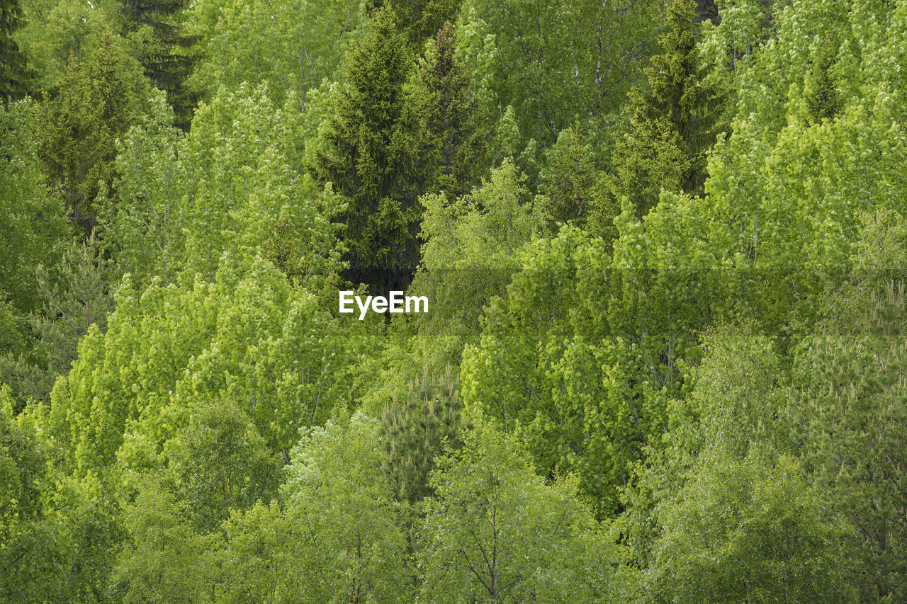 Pine trees in forest