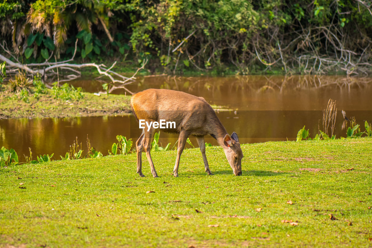 HORSE GRAZING ON FIELD