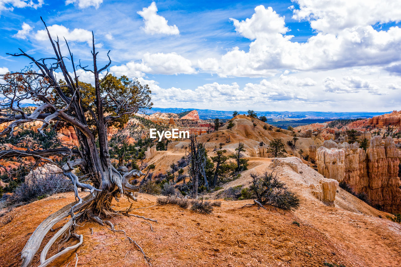 SCENIC VIEW OF LANDSCAPE