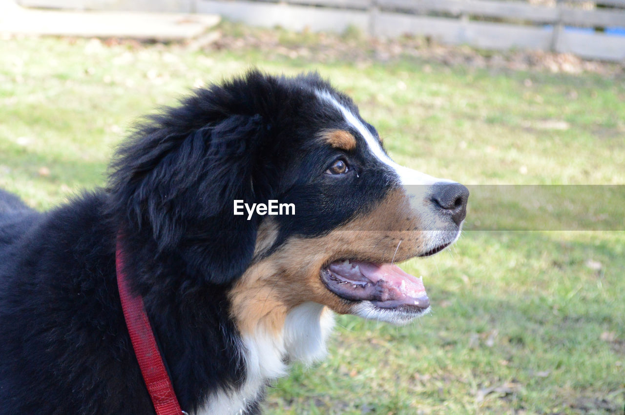 CLOSE-UP OF DOG LOOKING AWAY ON LAND