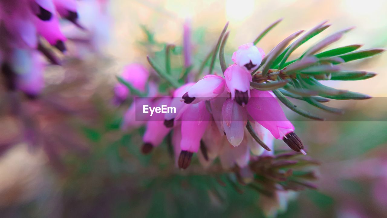 CLOSE-UP OF PINK FLOWERING PLANTS