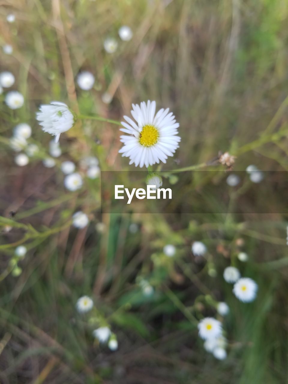 CLOSE-UP OF WHITE FLOWER