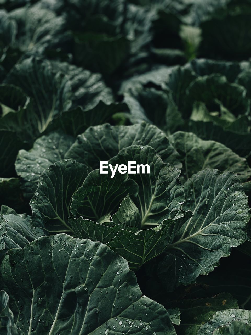 Full frame shot of fresh green cabbage leaves with drop of water