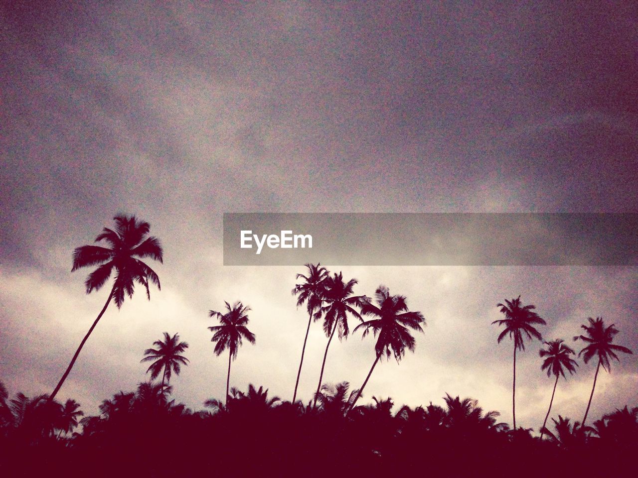 SILHOUETTE OF TREES AGAINST SKY