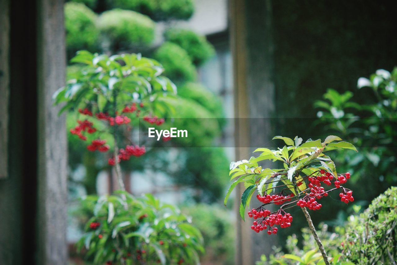 CLOSE-UP OF RED FLOWERING PLANT AGAINST BLURRED BACKGROUND