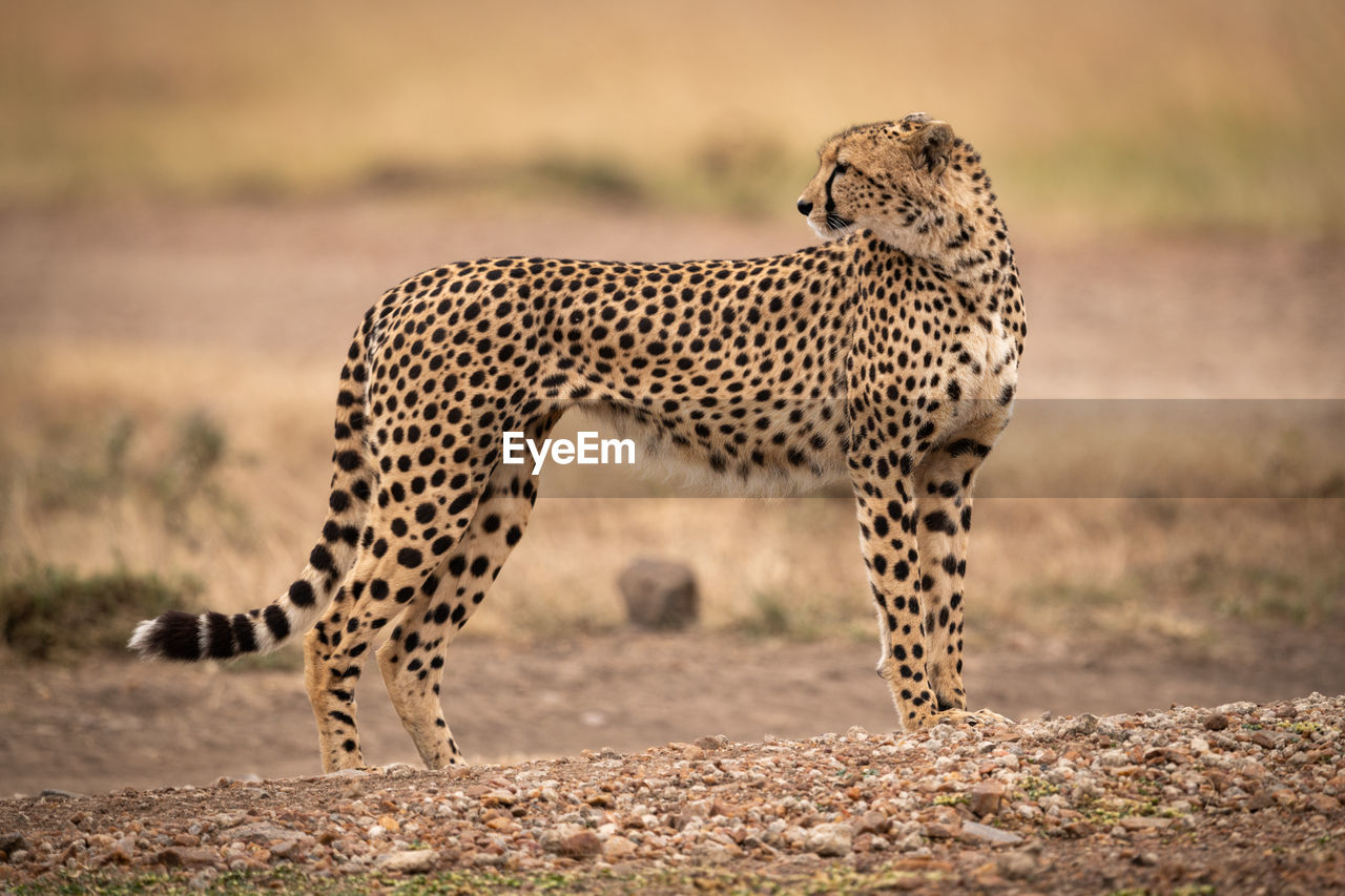 Cheetah on field 