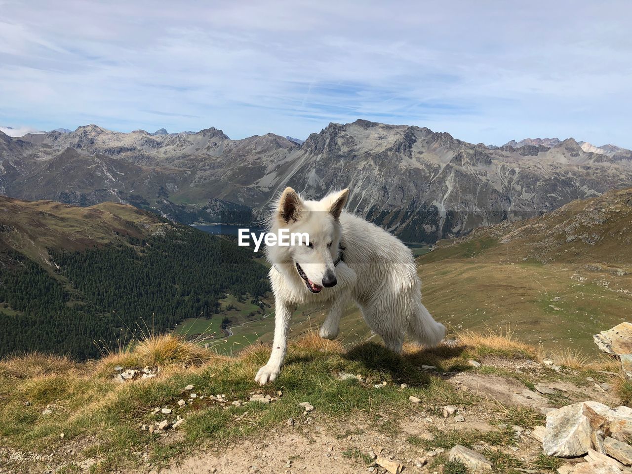 VIEW OF A DOG ON LANDSCAPE