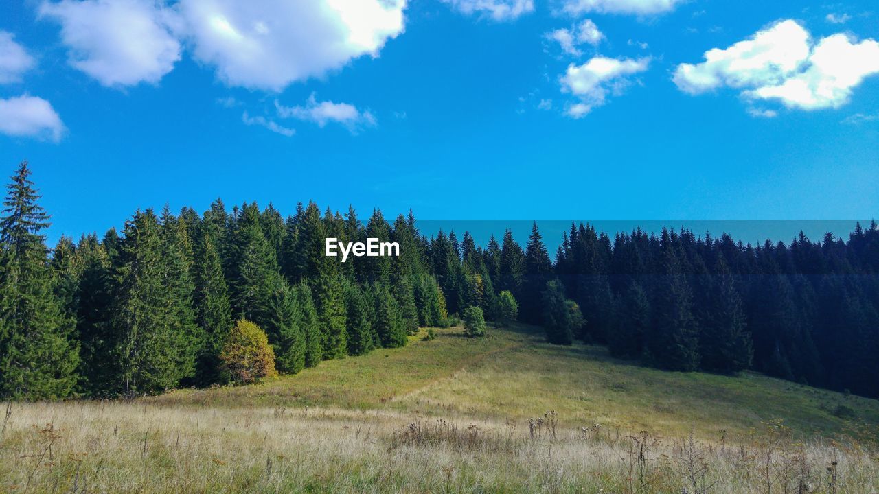 Scenic view of forest against sky