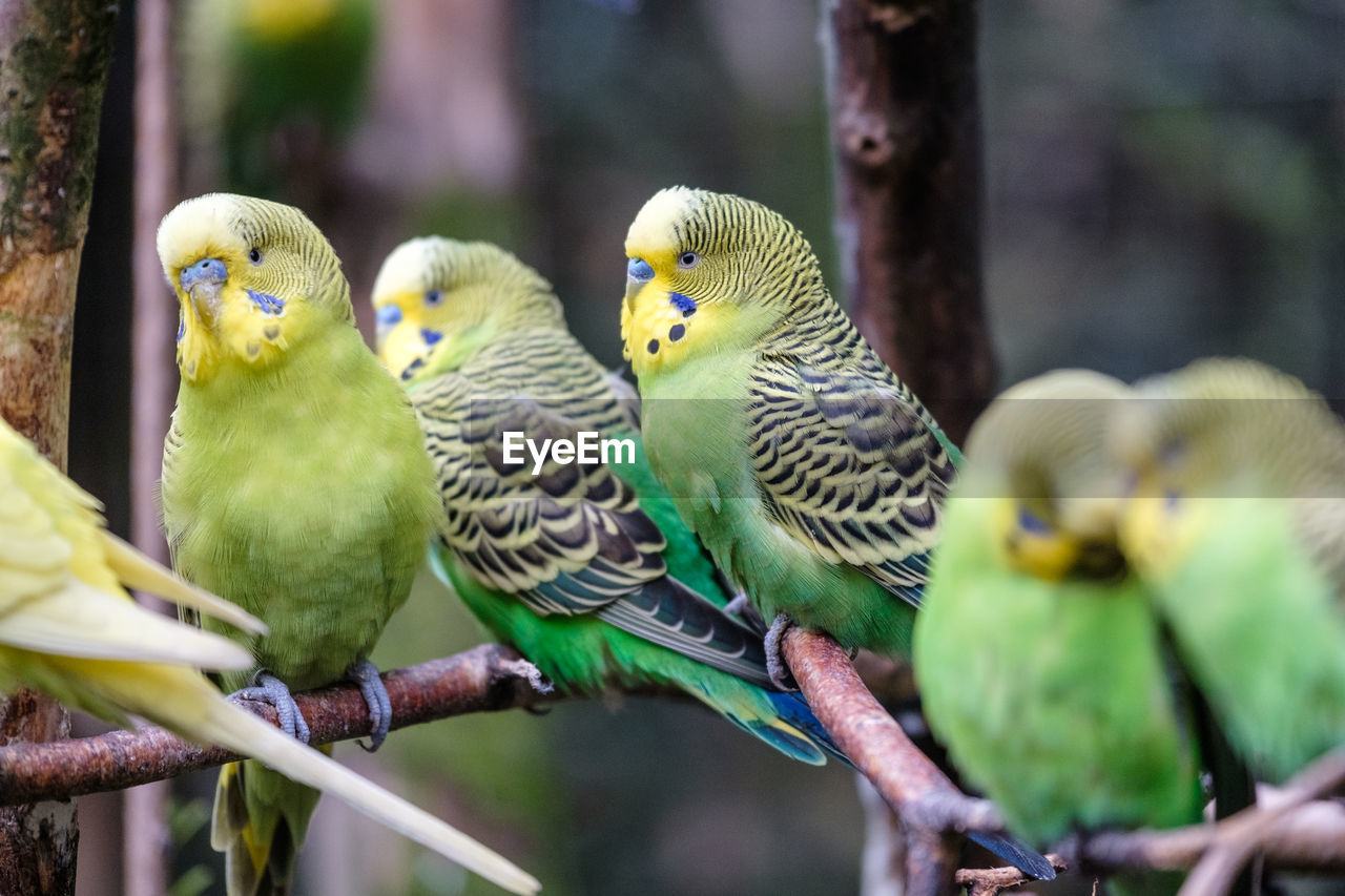 CLOSE-UP OF BIRDS PERCHING ON BRANCH