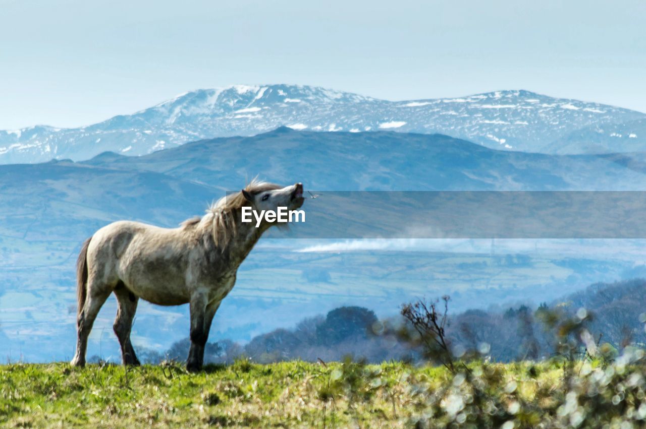 HORSE ON SNOWCAPPED FIELD AGAINST SKY