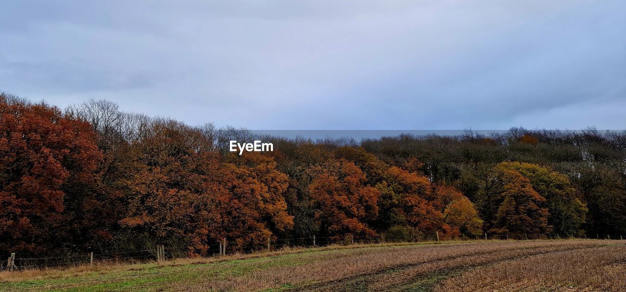 tree, plant, autumn, nature, landscape, beauty in nature, sky, land, leaf, environment, scenics - nature, tranquility, tranquil scene, rural area, growth, morning, no people, cloud, field, non-urban scene, rural scene, hill, day, forest, agriculture, outdoors, idyllic, grass, plant part, orange color, meadow, prairie