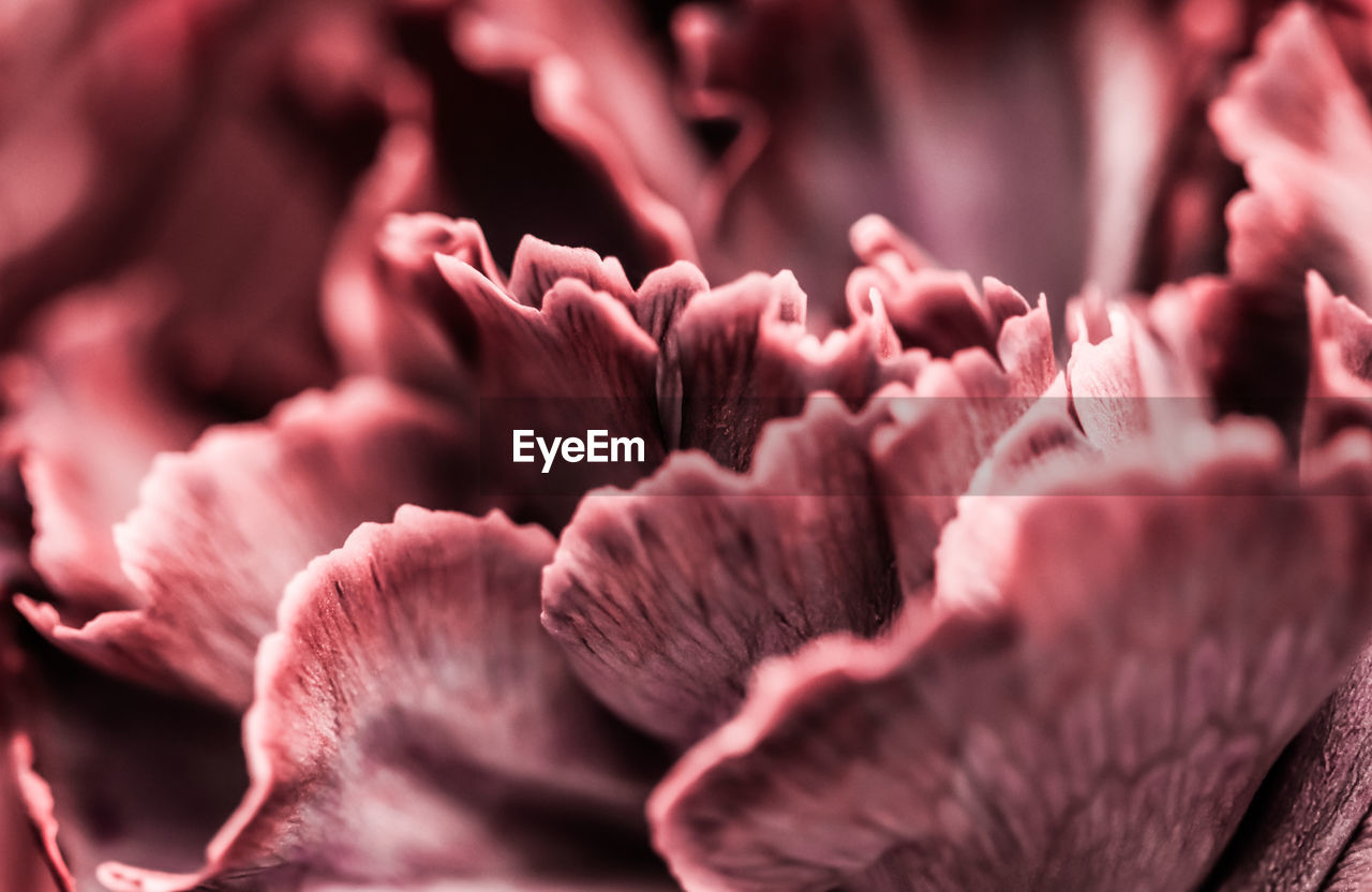 Macro shot of pink flowering plant