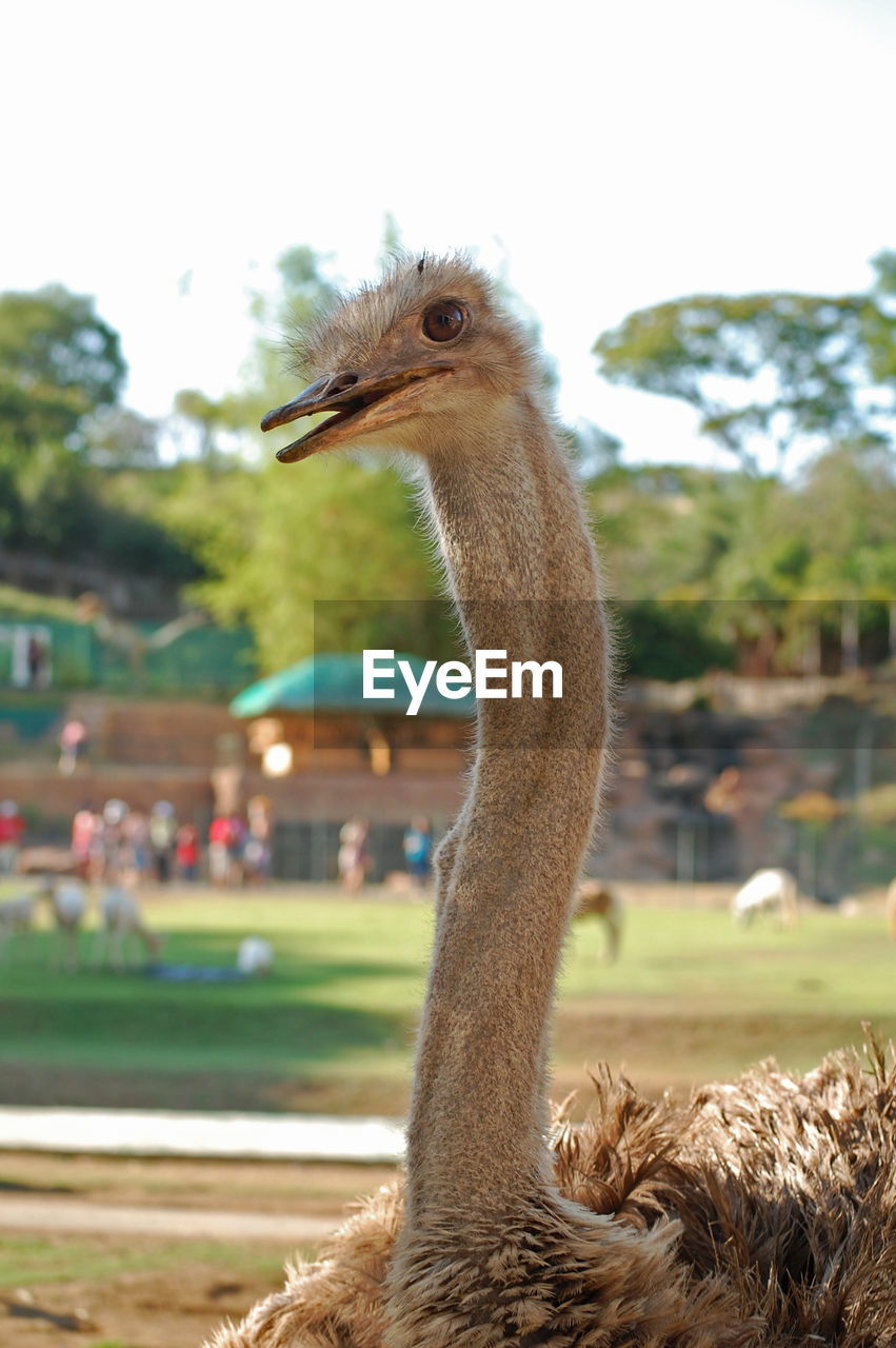 CLOSE-UP OF A BIRD ON A LAND