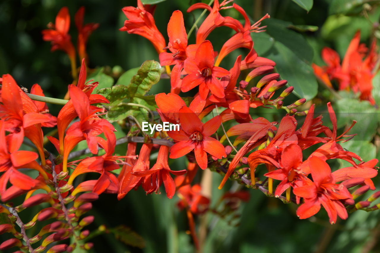 CLOSE-UP OF RED FLOWERING PLANTS DURING AUTUMN