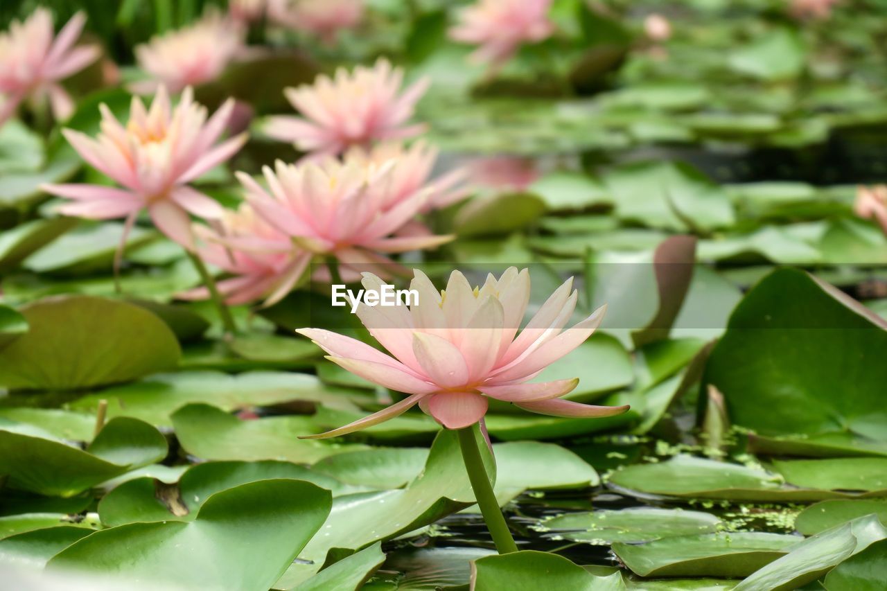 CLOSE-UP OF WATER LILY IN POND