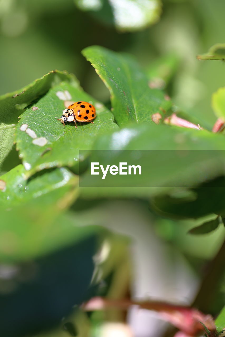 animal themes, animal, animal wildlife, green, ladybug, insect, wildlife, plant part, one animal, leaf, plant, beetle, nature, close-up, selective focus, flower, no people, macro photography, outdoors, day, beauty in nature, spotted, environment
