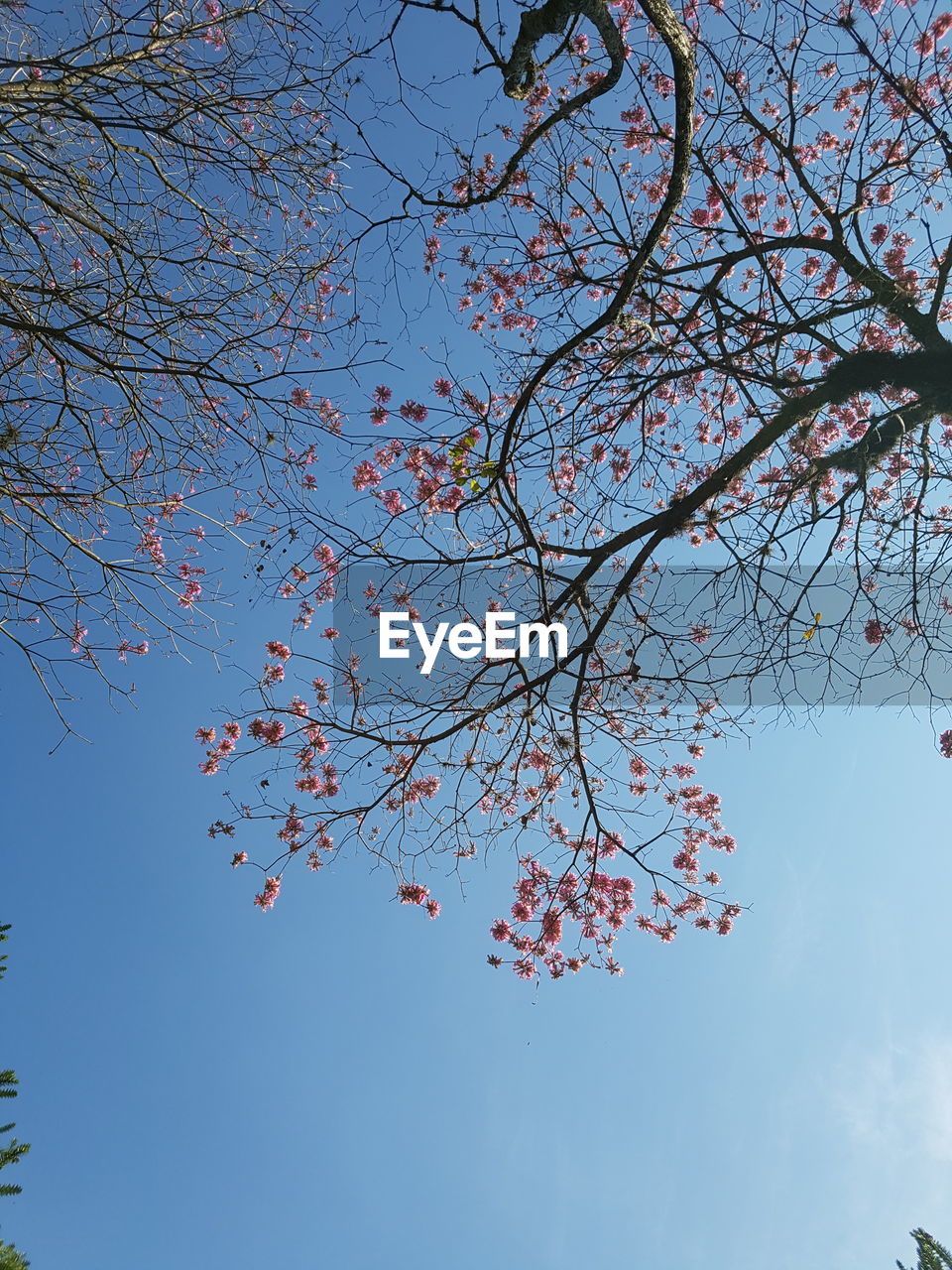 LOW ANGLE VIEW OF CHERRY BLOSSOMS AGAINST SKY