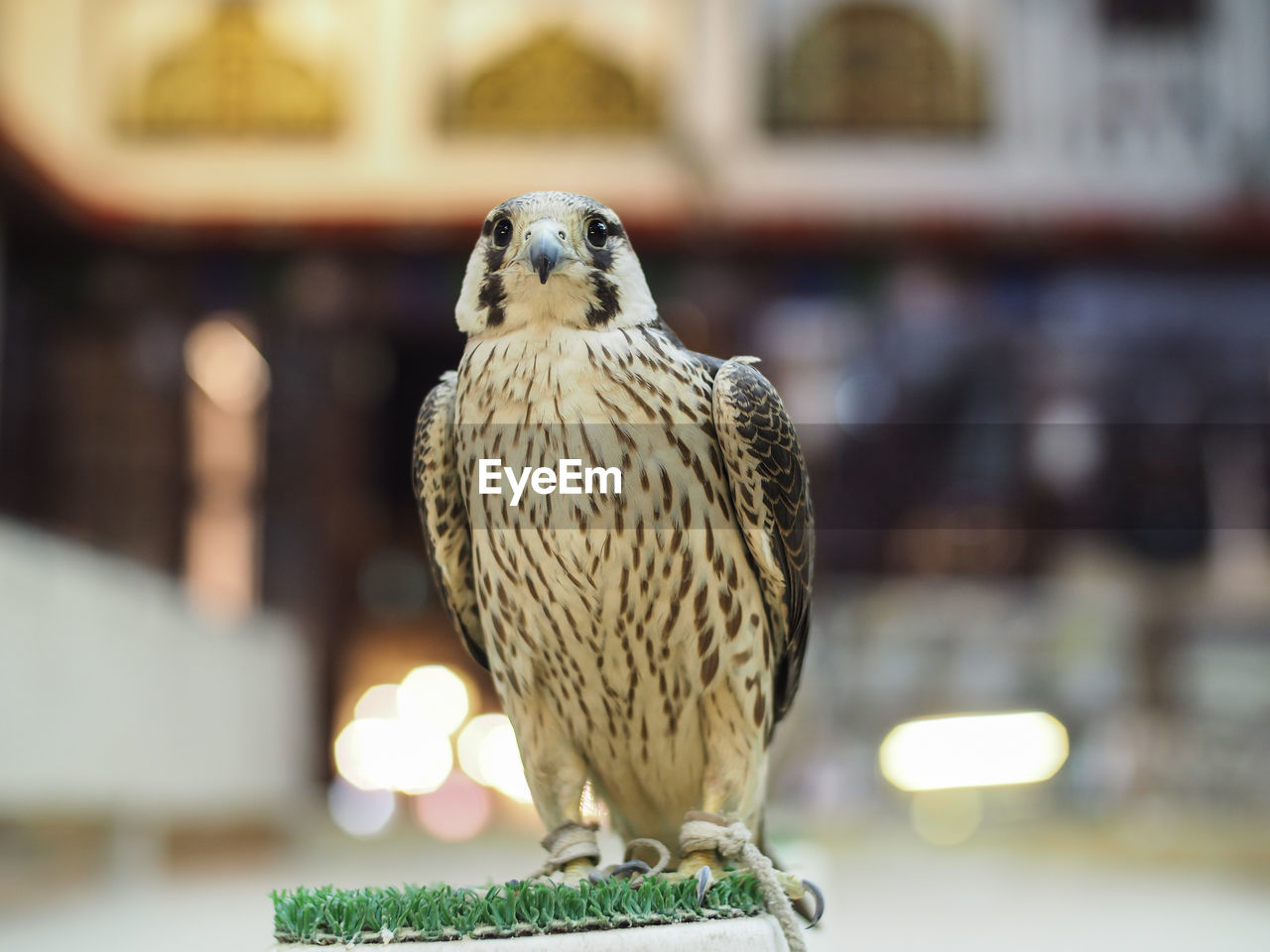 Close-up of falcon perching outdoors