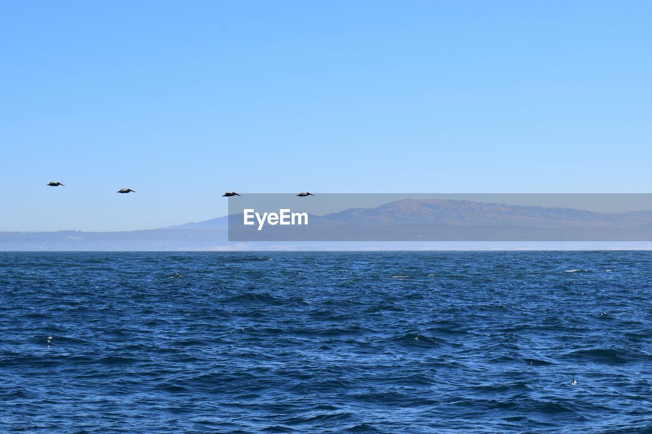 VIEW OF BIRDS FLYING OVER SEA AGAINST CLEAR SKY