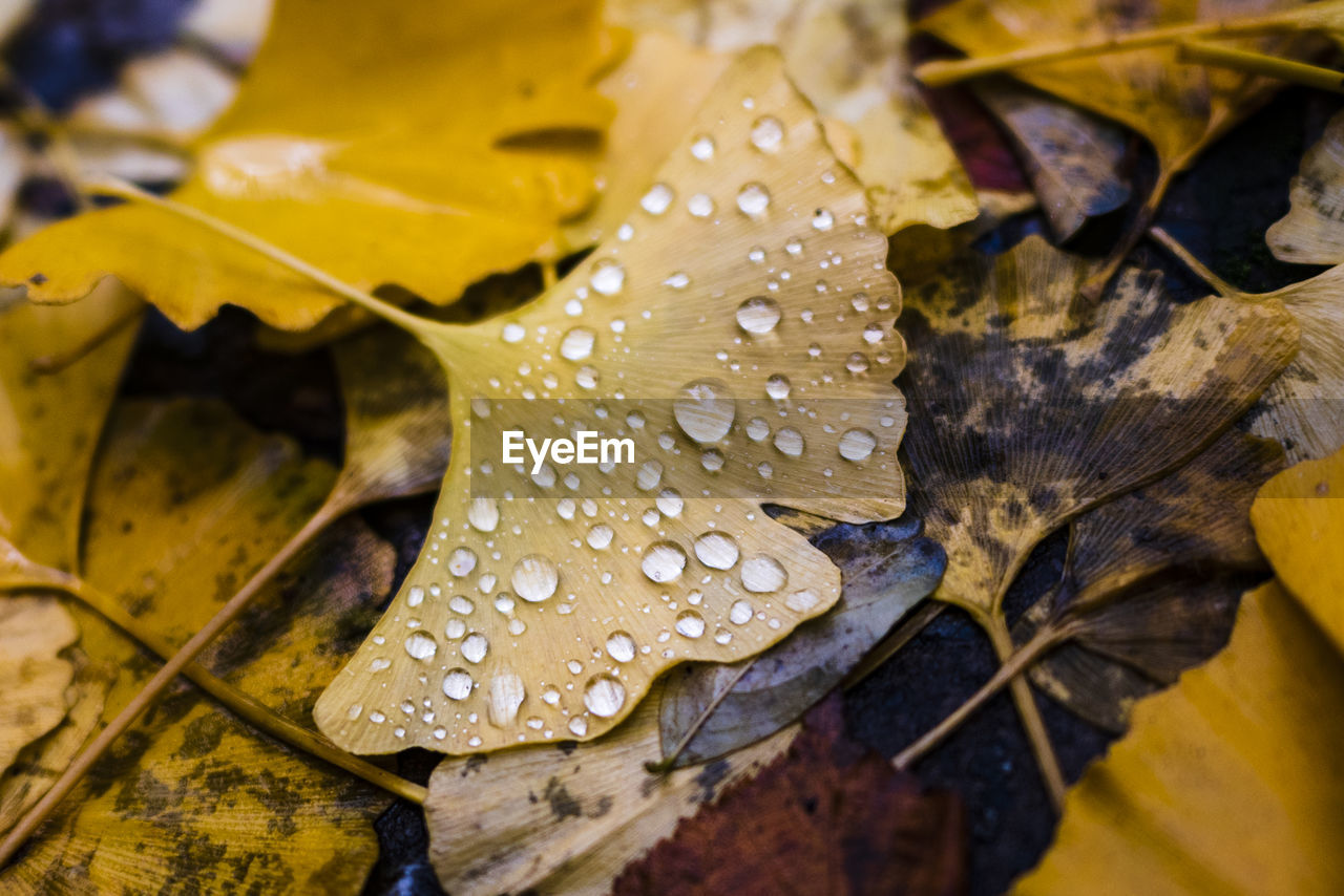 Close-up of raindrops on maple leaves