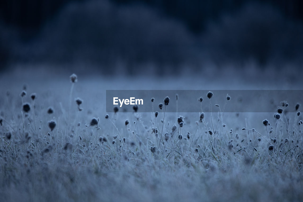 Autumn's frozen tapestry. enchanting meadow captured in ice in northern europe