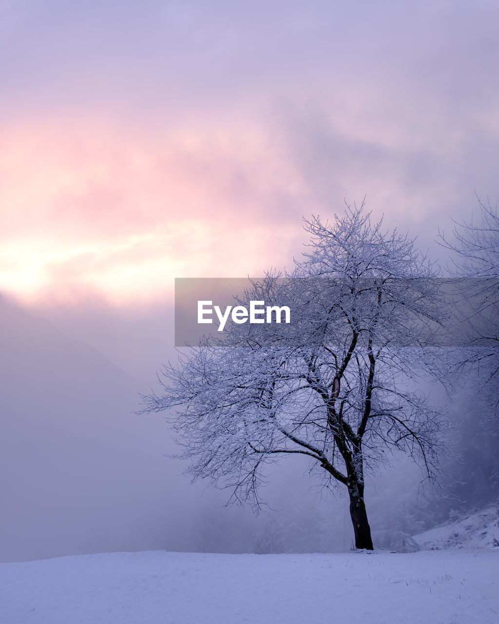 BARE TREES ON SNOW COVERED FIELD AGAINST SKY AT SUNSET