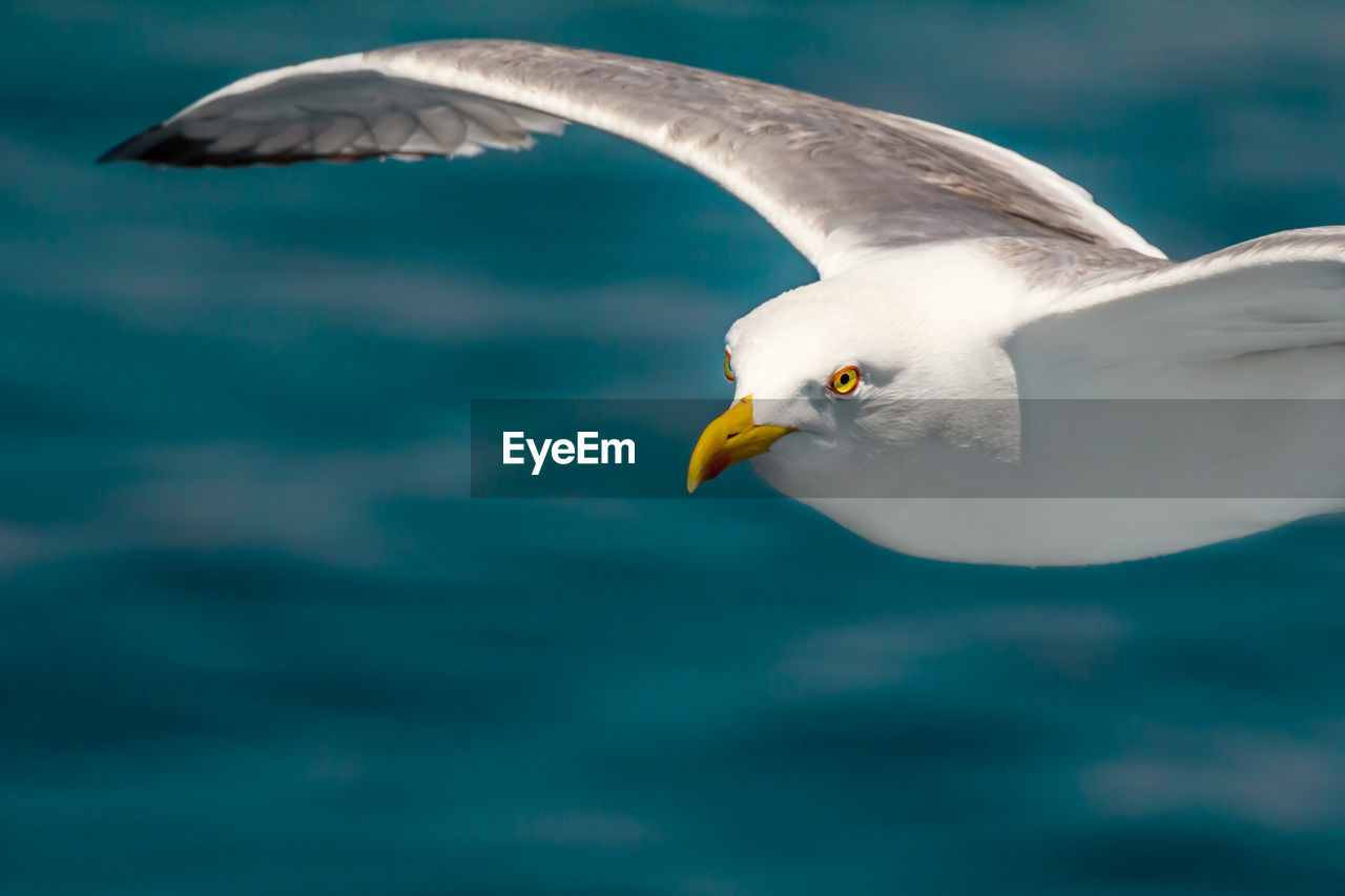 European herring gull, seagull, larus argentatus flying in the summer along the shores of aegean sea