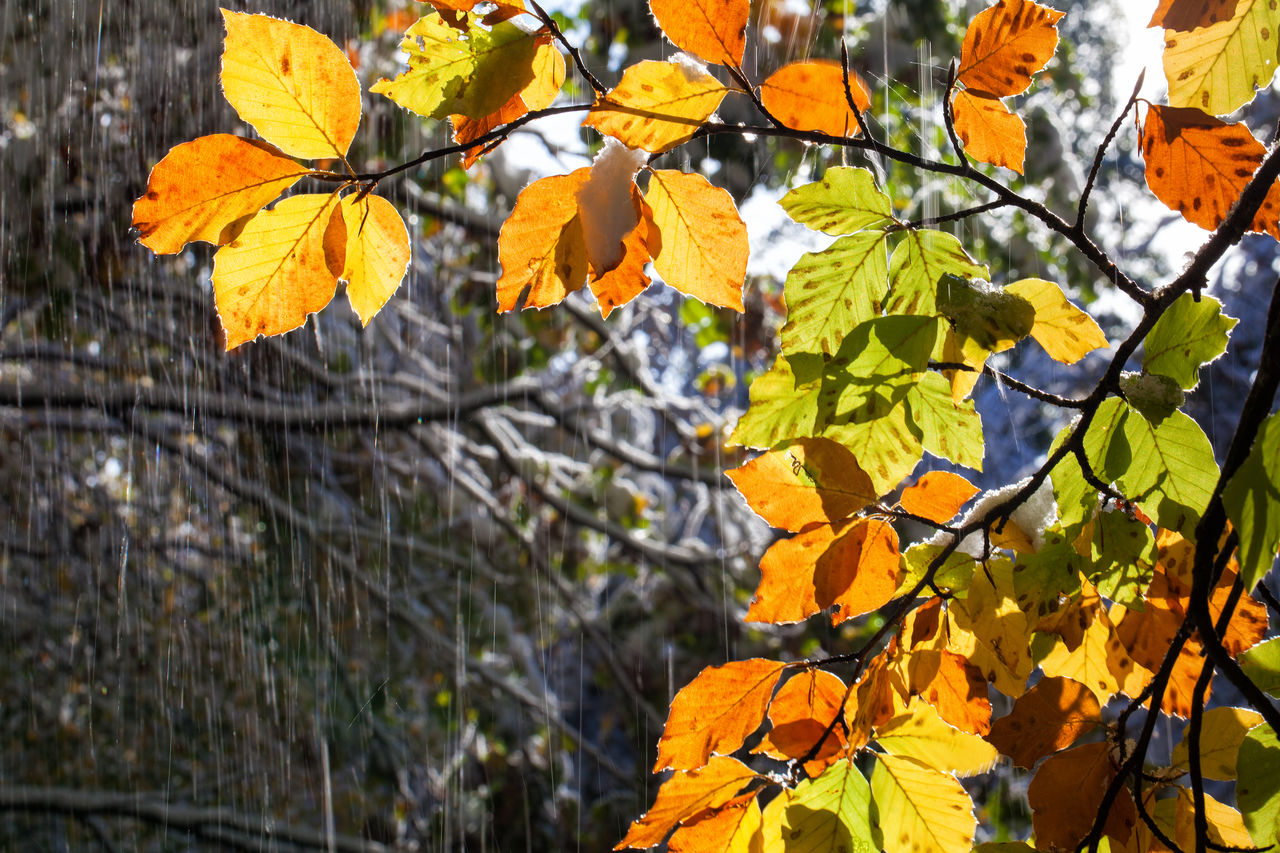 LOW ANGLE VIEW OF AUTUMNAL LEAVES