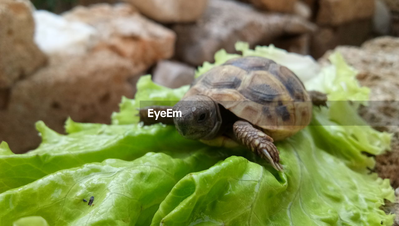 CLOSE-UP OF TORTOISE IN A GREEN LEAVES