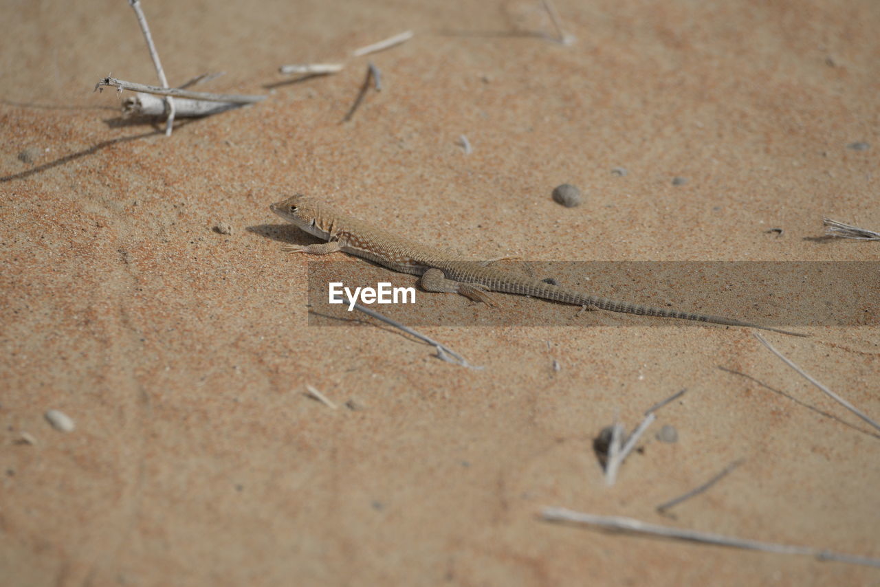 High angle view of lizard on sand