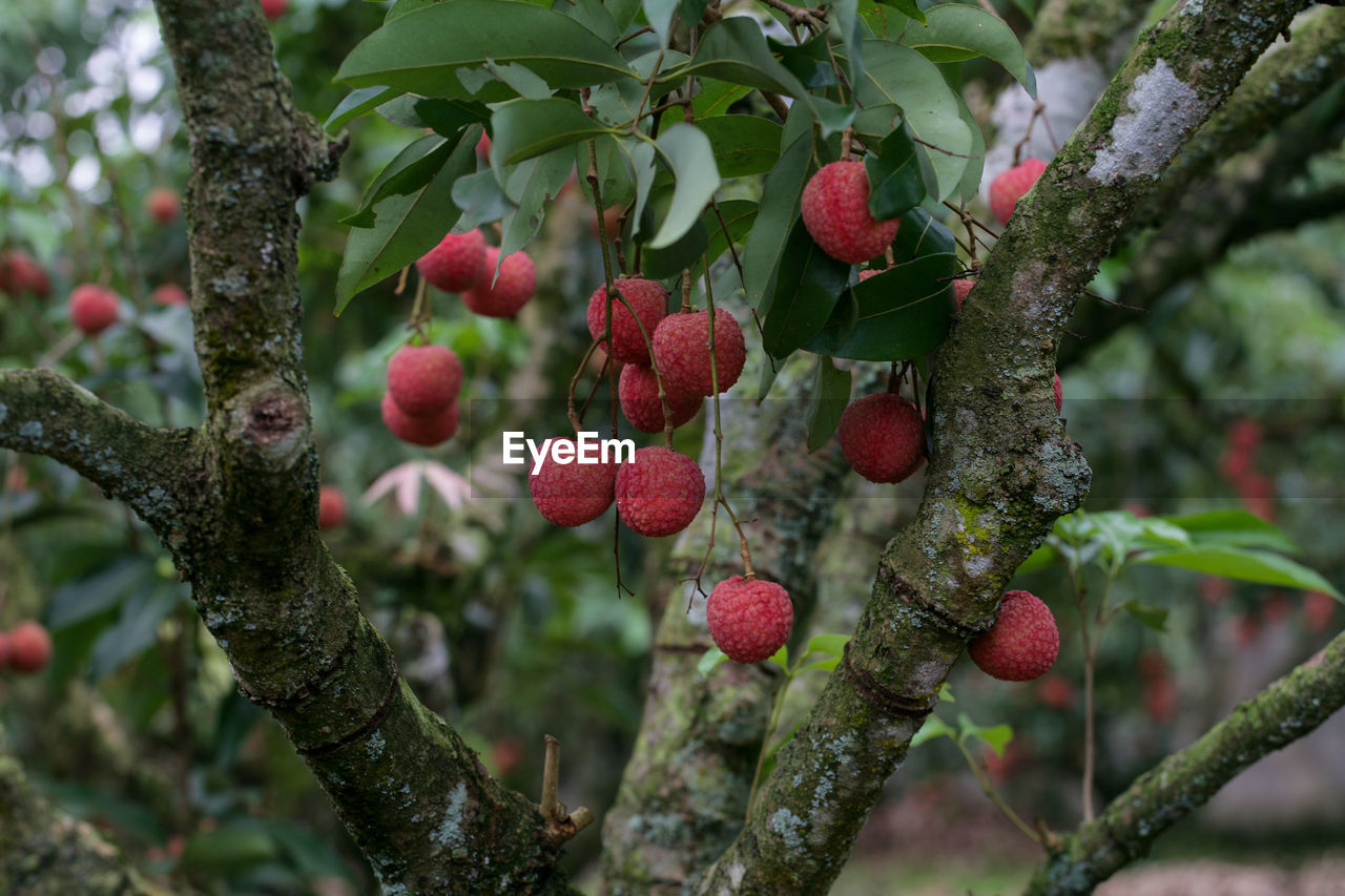 Close-up of berries growing on tree