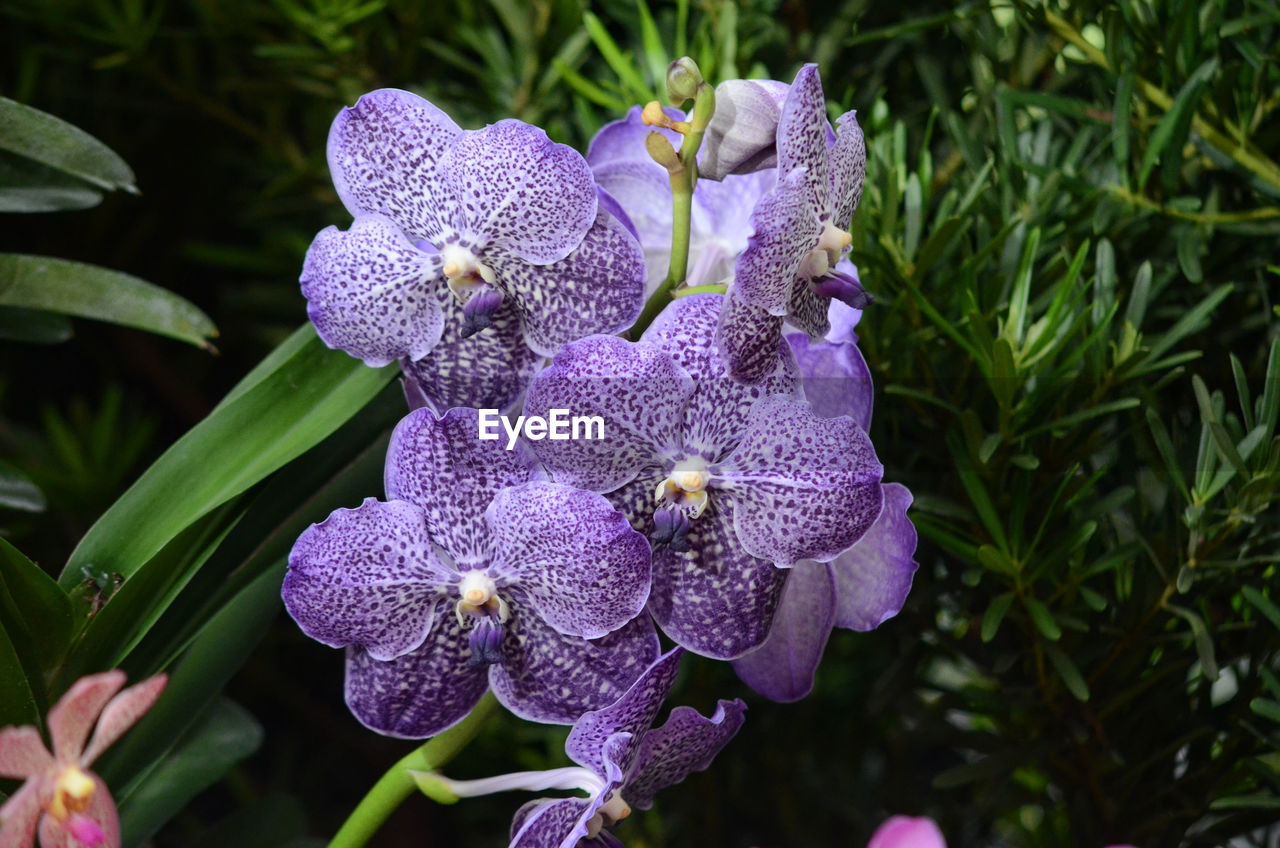 Close-up of purple flowers