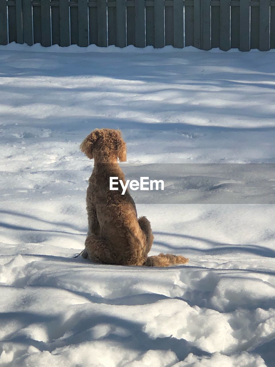 CAT SITTING ON SNOW COVERED LAND