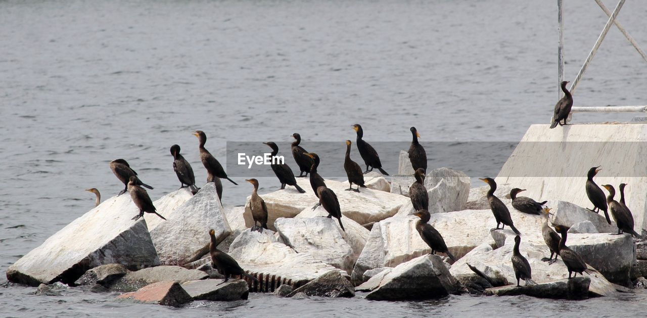 FLOCK OF BIRDS PERCHING ON WATER