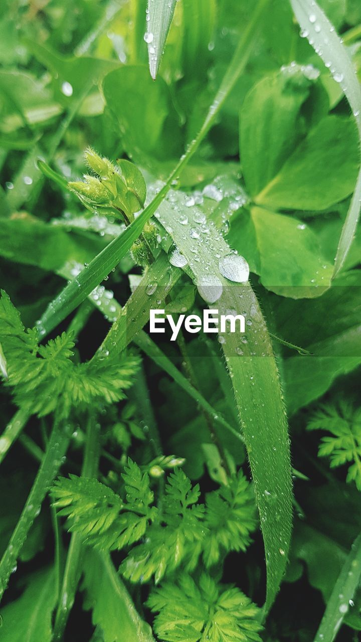 HIGH ANGLE VIEW OF WET PLANTS ON GREEN LEAVES