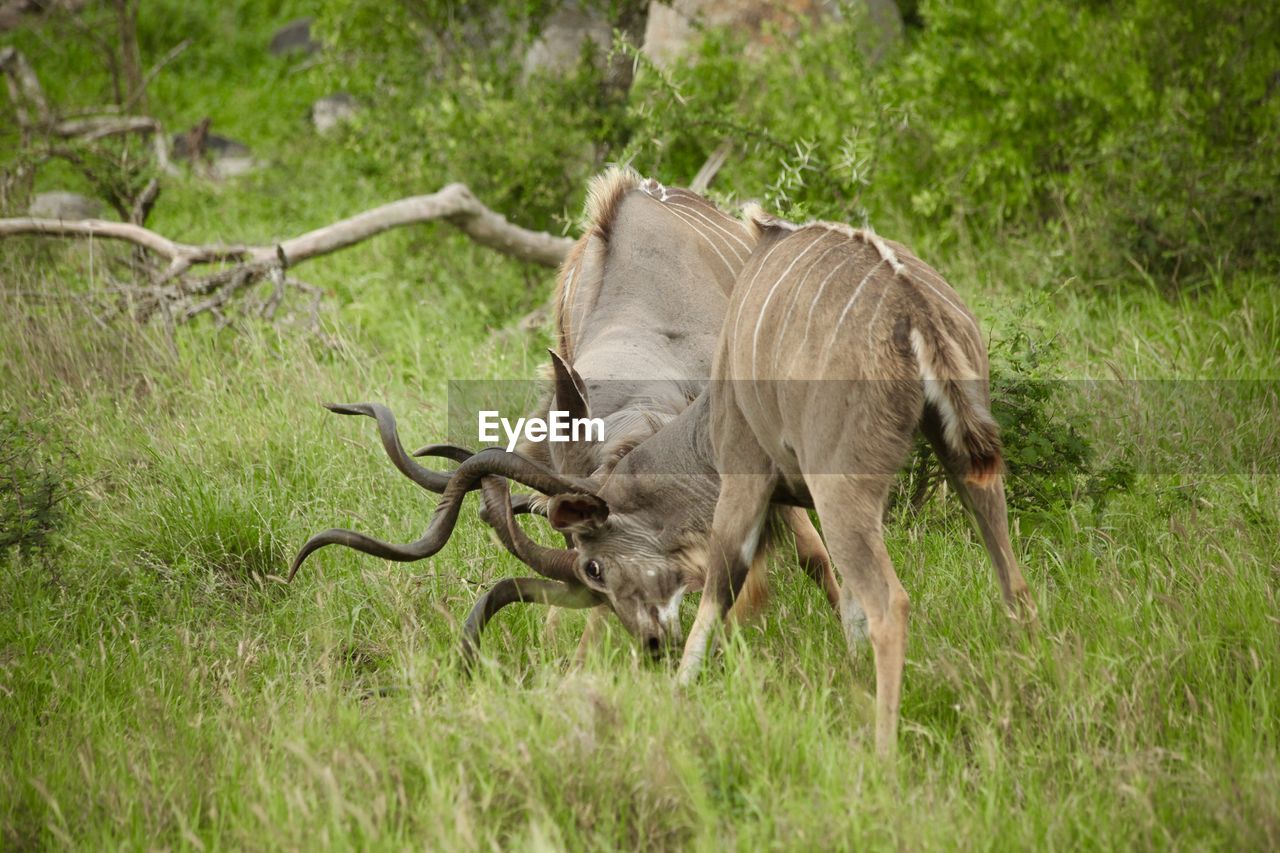 Kudus fighting on grassy field