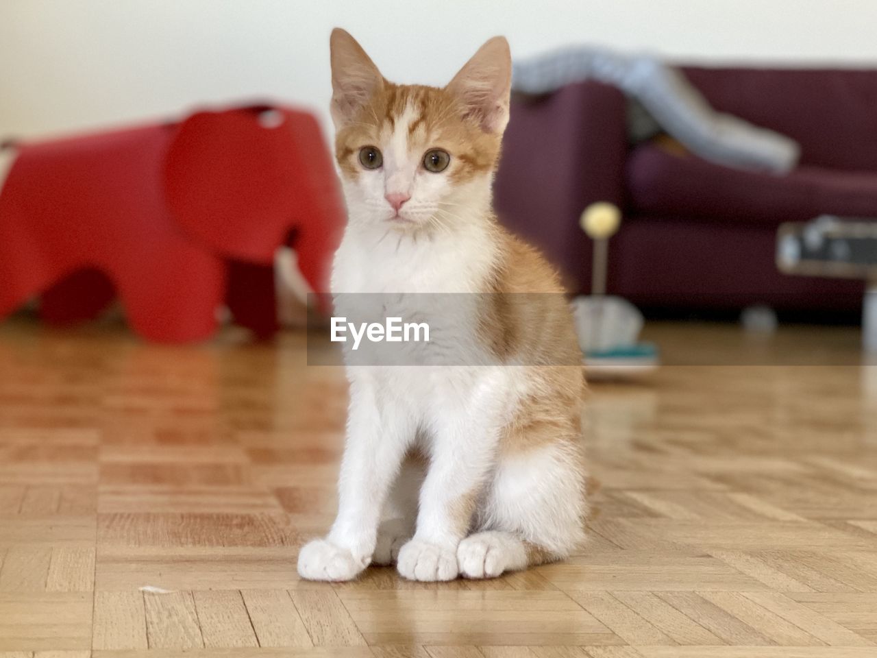 PORTRAIT OF CAT SITTING ON FLOOR