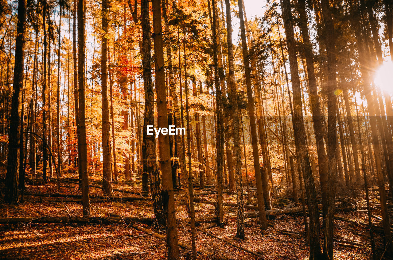 Sunlight streaming through trees in forest