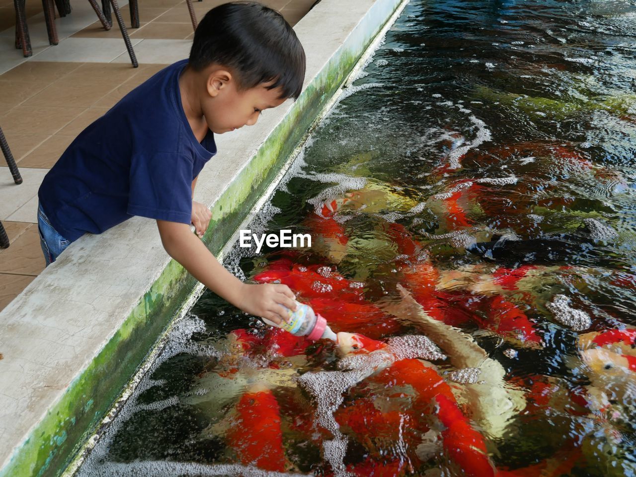 Boy feeding fish in water