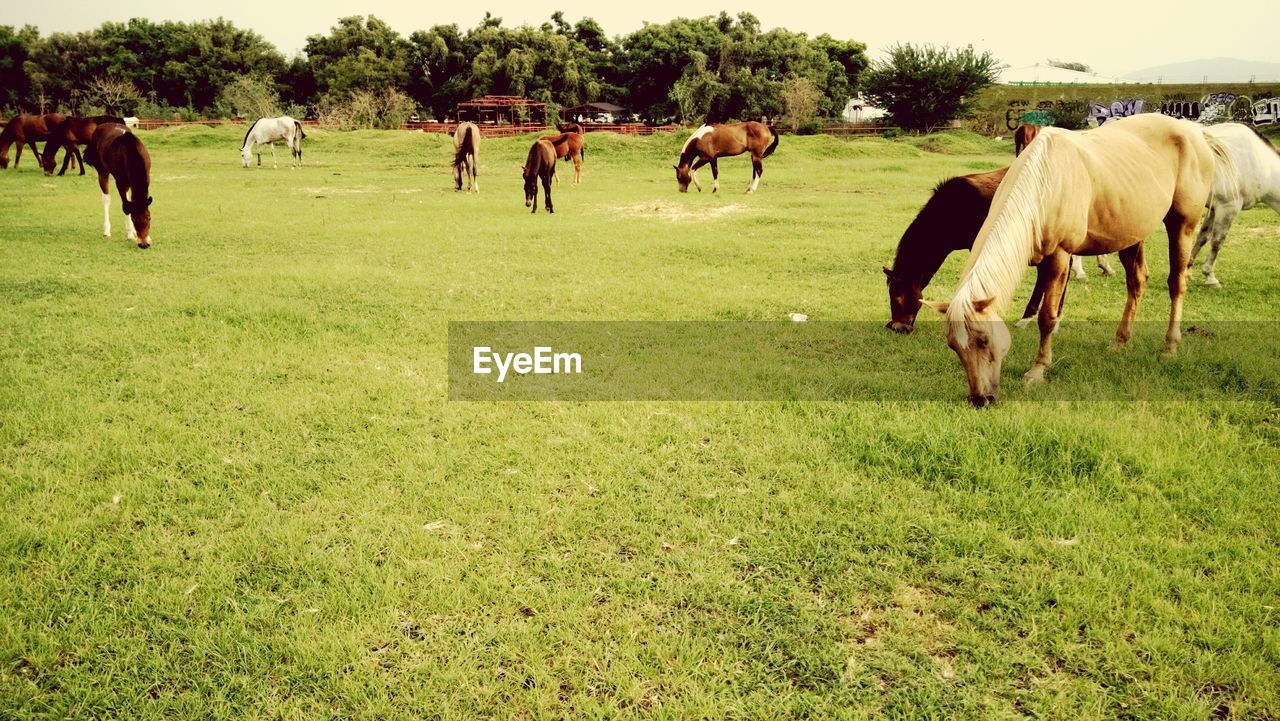 Horses grazing on grassy field