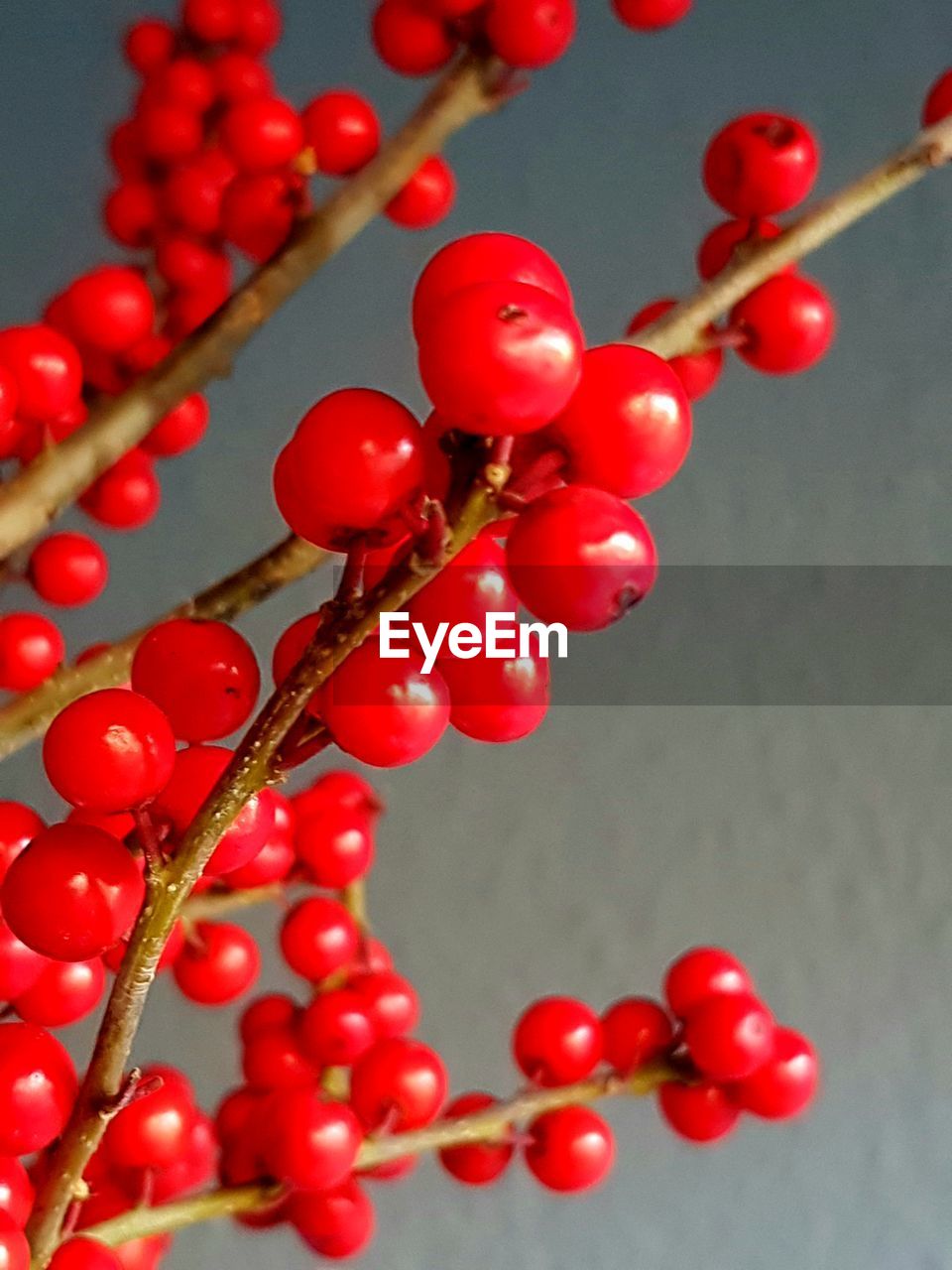 CLOSE-UP OF RED BERRIES ON PLANT